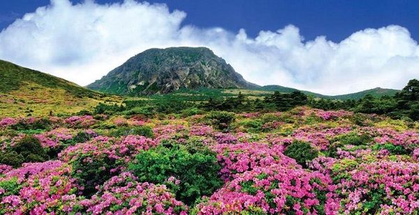 Đảo Jeju – nơi mệnh danh là “Haiwaii của Hàn Quốc” 7
