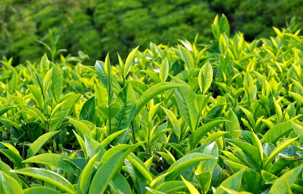 Cách làm nước rửa chén trà xanh 1