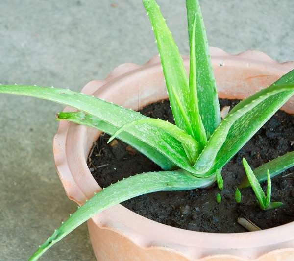 Những thắc mắc thường gặp về Nha đam 2