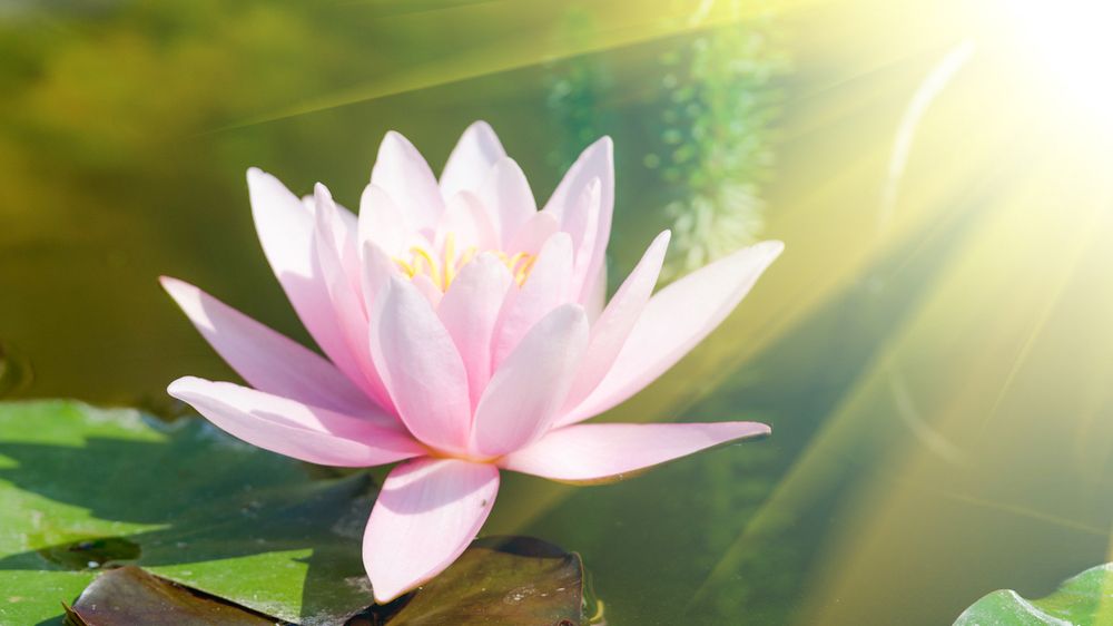 Luật nhân quả trong cuộc sống 2